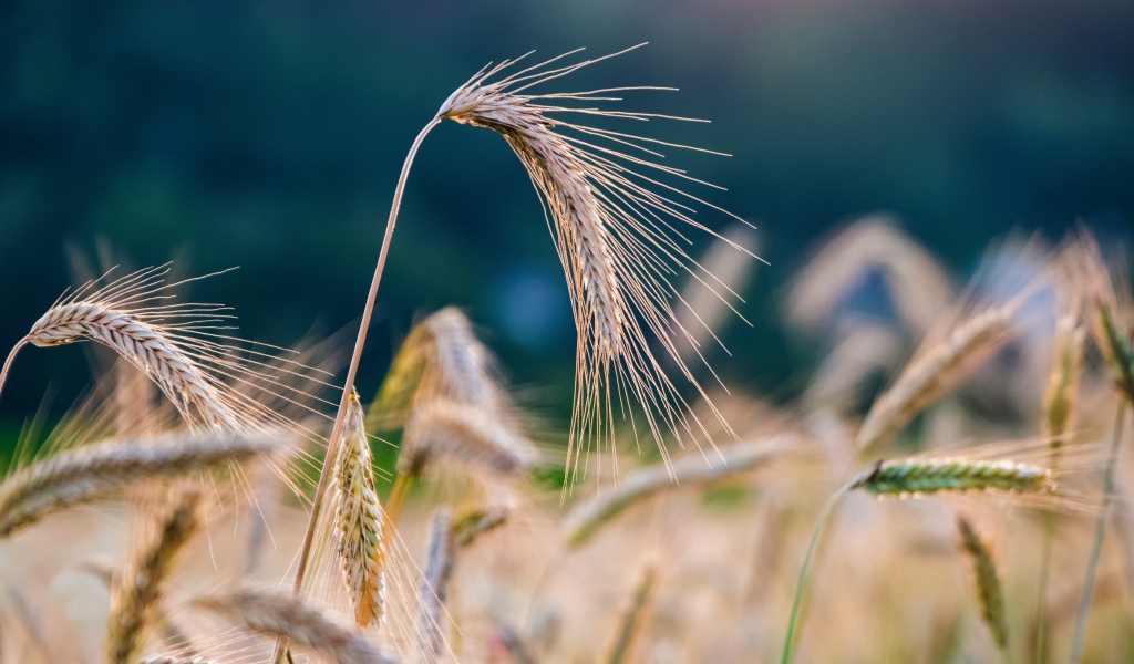 Спелые колосья пшеницы на поле крупным планом 