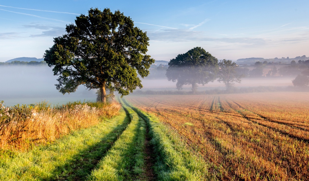 Высокое ветвистое дерево у дороги в поле 