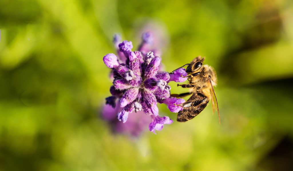 Пчела собирает нектар на фиолетовом цветке