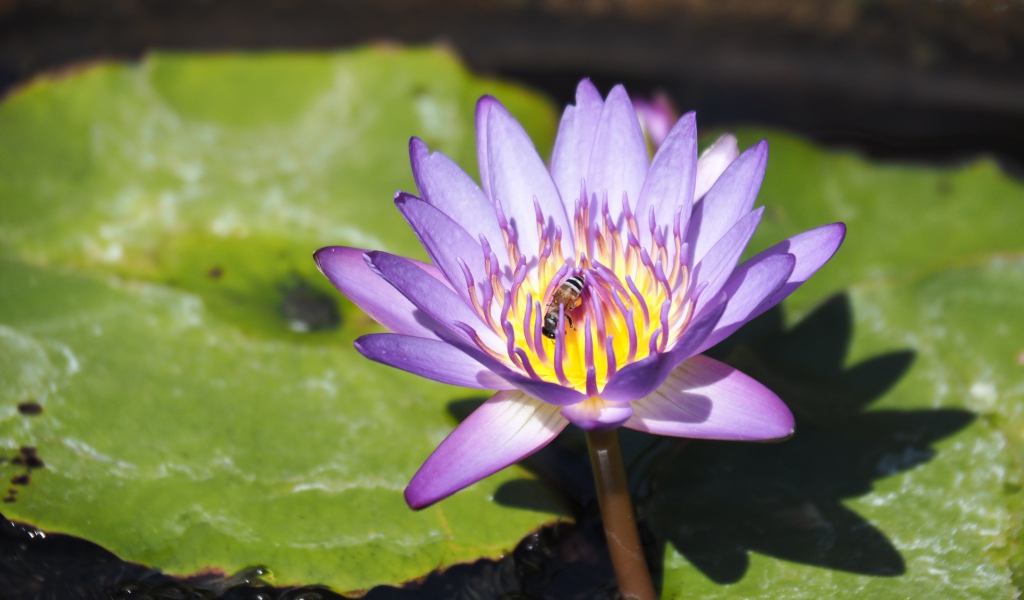 Пчела сидит на сиреневом цветке лотоса в пруду