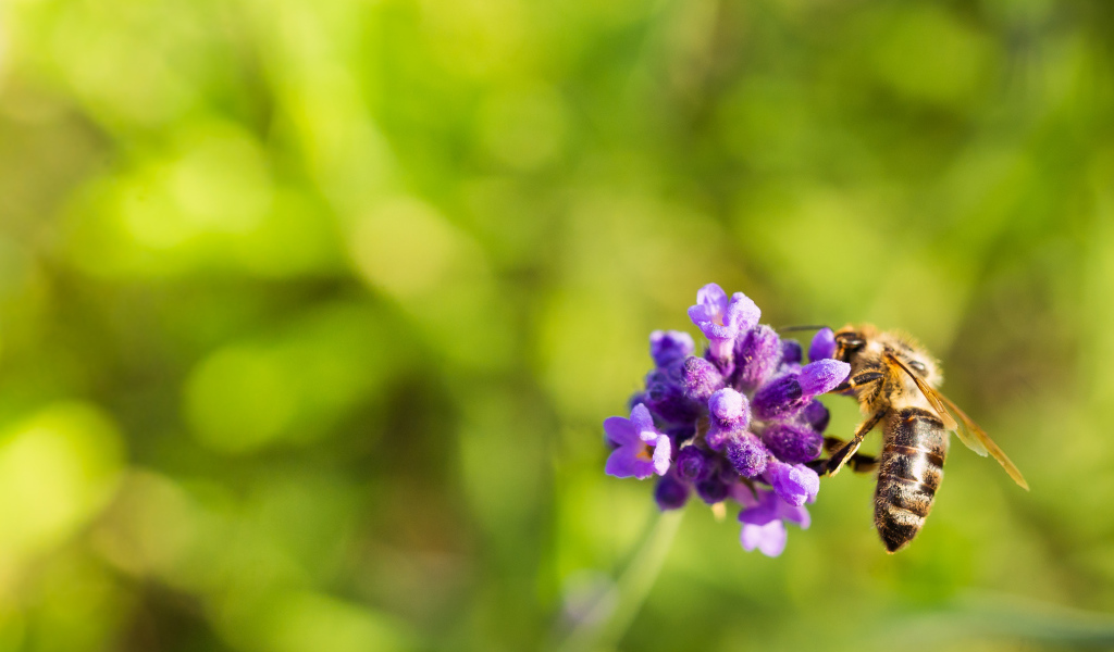 Пчела сидит на маленьком сиреневом цветке 