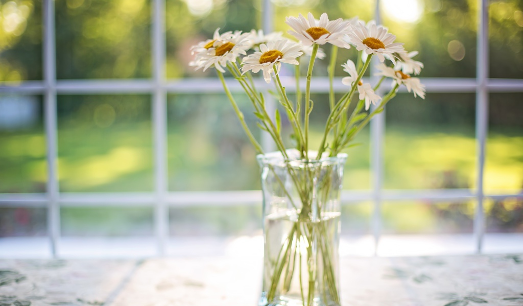 Букет ромашек в стеклянной вазе у окна 