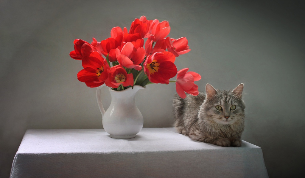 Букет красных тюльпанов в белой вазе на столе с котом