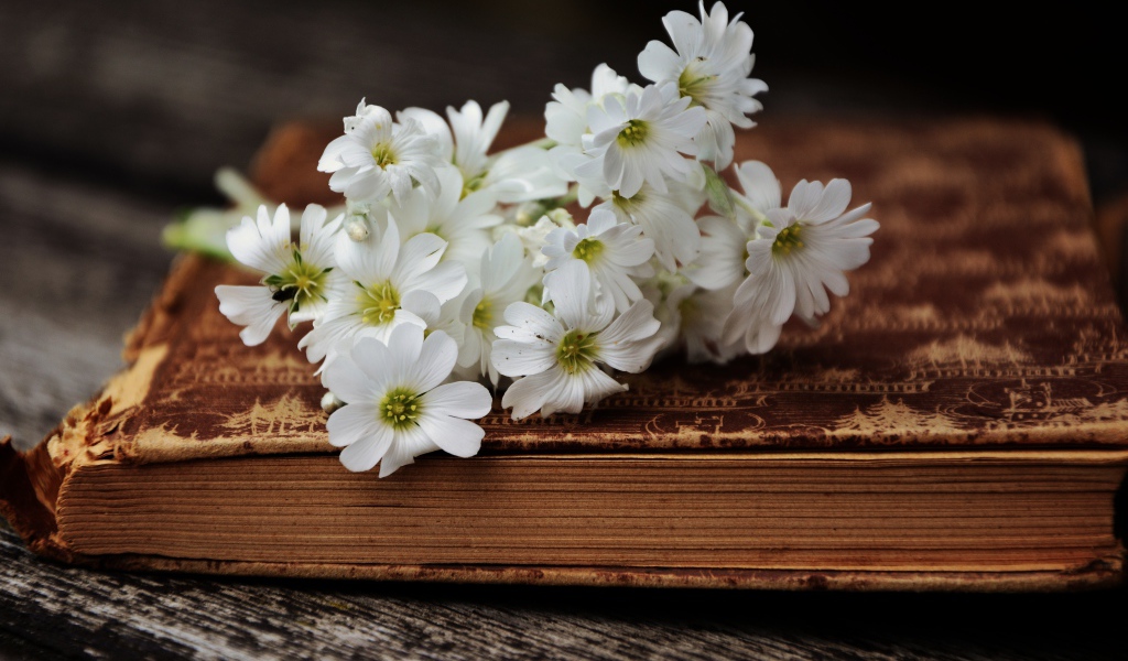 Букет маленьких белых цветов лежит на старой книге 
