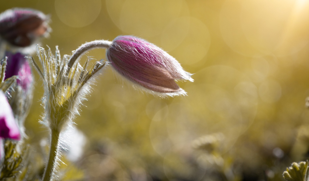 Бутон розового цветка прострел в поле в лучах солнца
