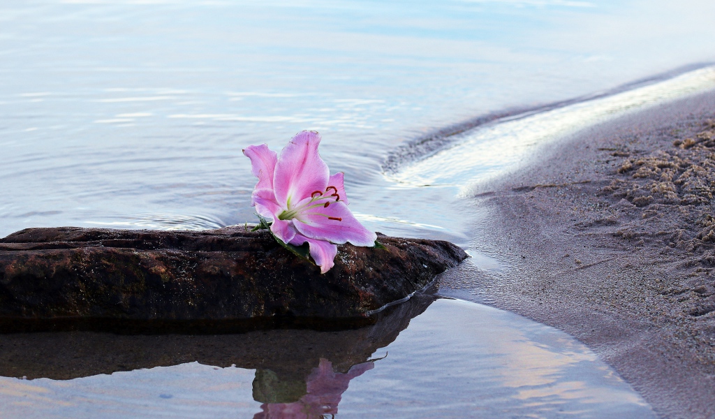 Нежный цветок лилии лежит на камне у воды