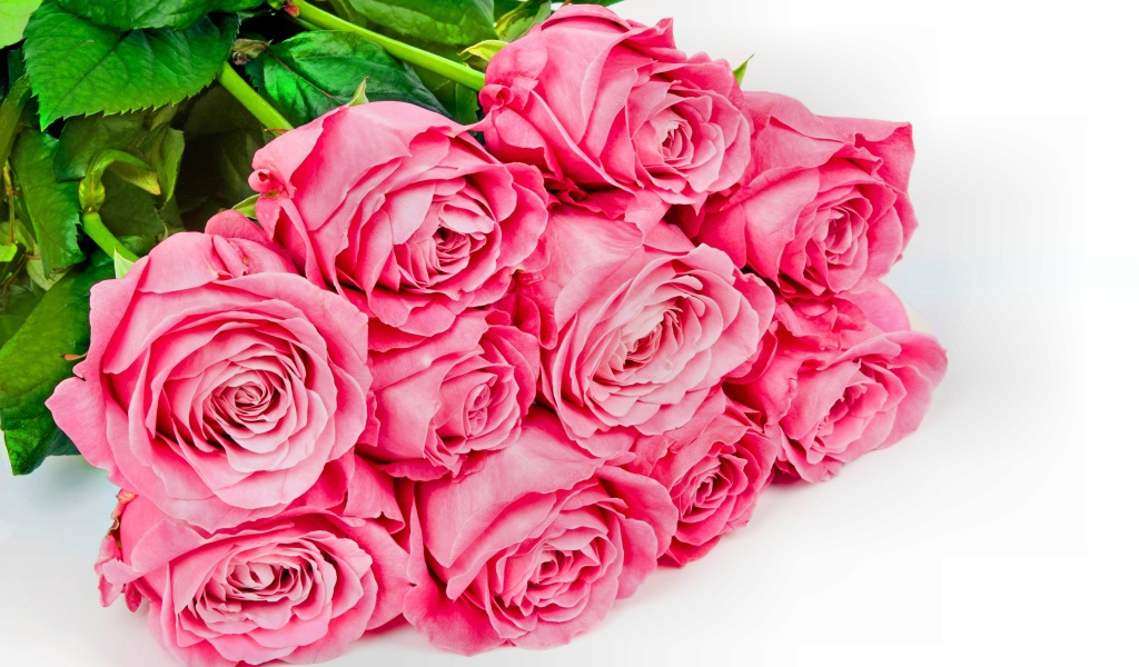 Большой букет розовых роз с зелеными листьями на белом фоне для любимой 