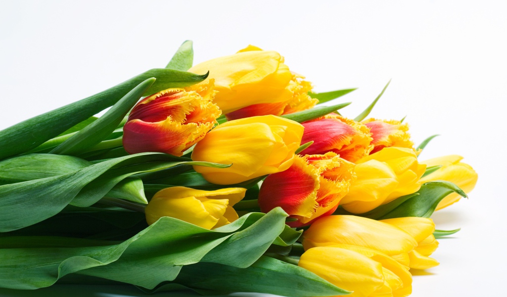 Большой букет желтых тюльпаном на белом фоне