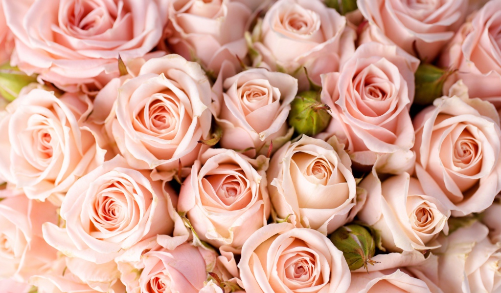 Много кремовых роз с бутонами крупным планом 