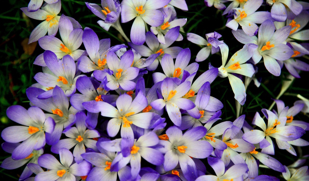 Много сиреневых крокусов крупным планом