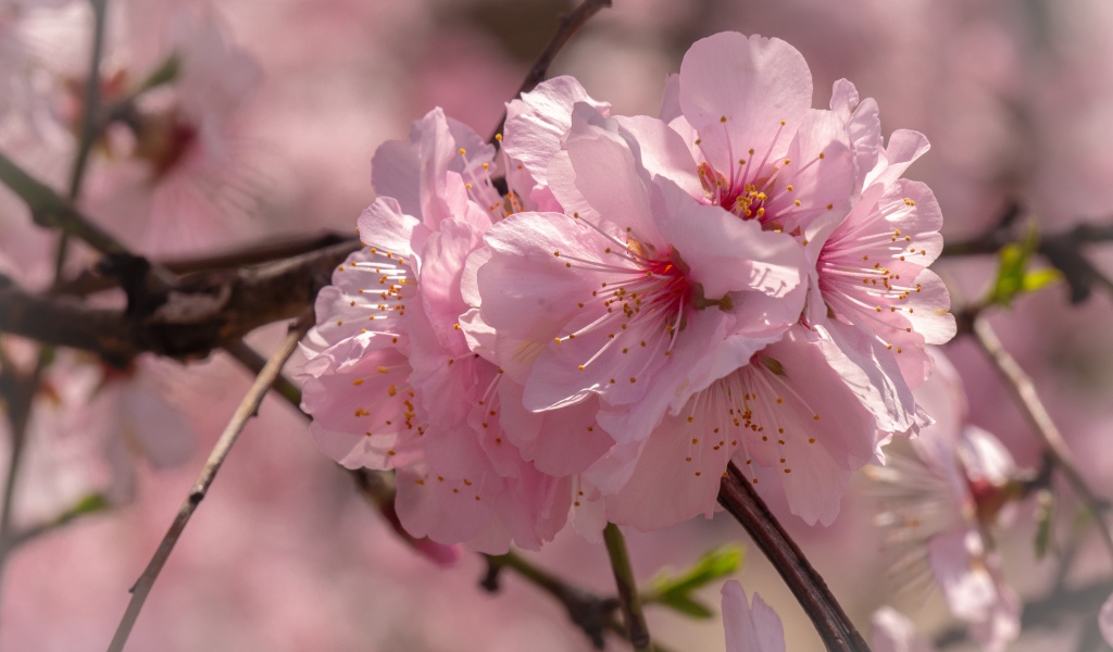 Много розовых цветов сакуры на ветке 