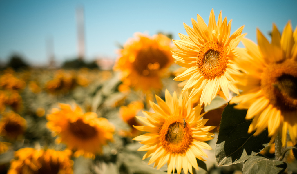 Много желтых цветущих подсолнухов на поле под голубым небом