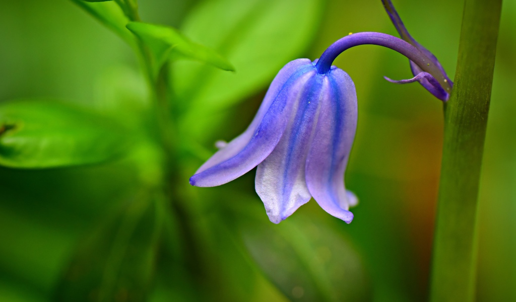 Красивый синий колокольчик крупным планом