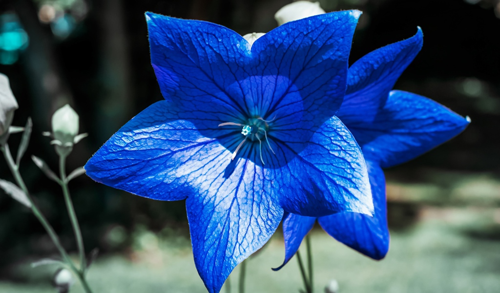 Beautiful blue bellflower flowers