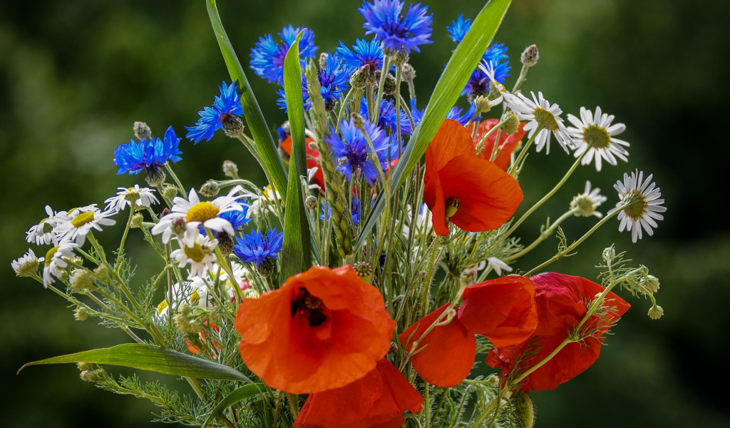 Красивый букет полевых маков, васильков и ромашек