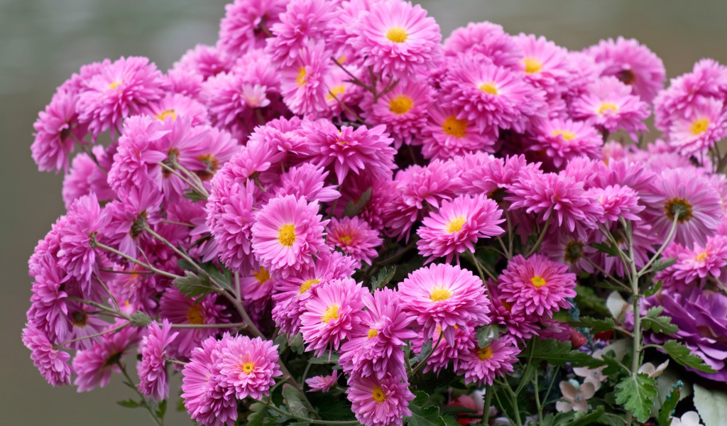 Красивый букет розовых цветов хризантемы 