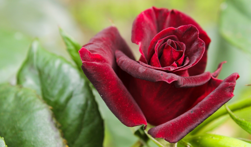 Красивая бордовая роза с зелеными листьями крупным планом