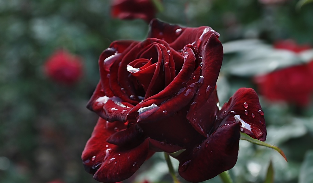 Красивые бордовые розы в каплях росы