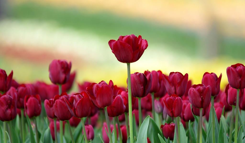 Красивые бордовые тюльпаны на клумбе 