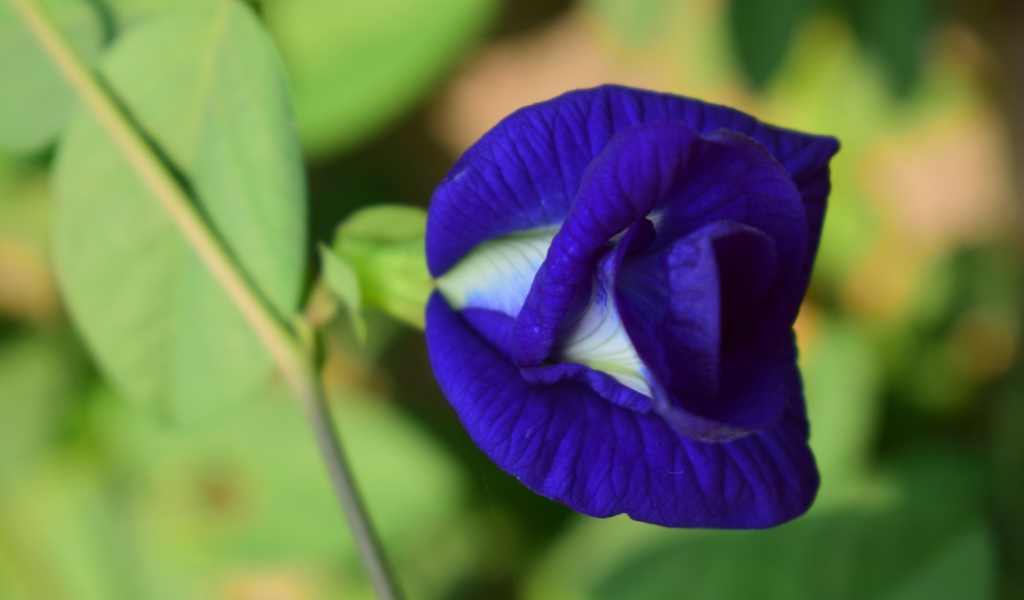 Красивый нежный синий цветок ипомеи 