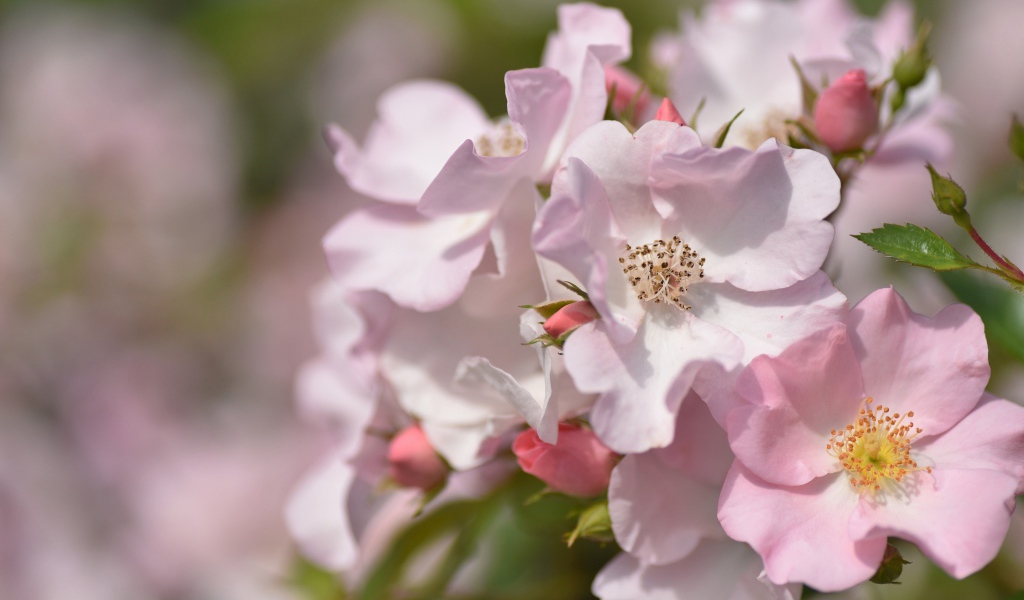 Красивые нежные розовые цветы розы