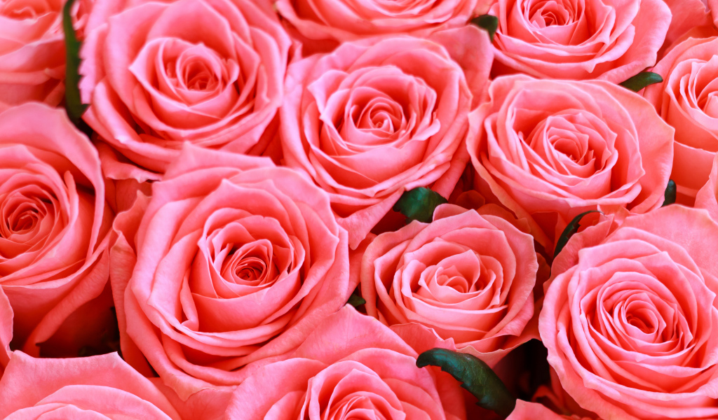 Красивые нежные розовые бутоны розы крупным планом 