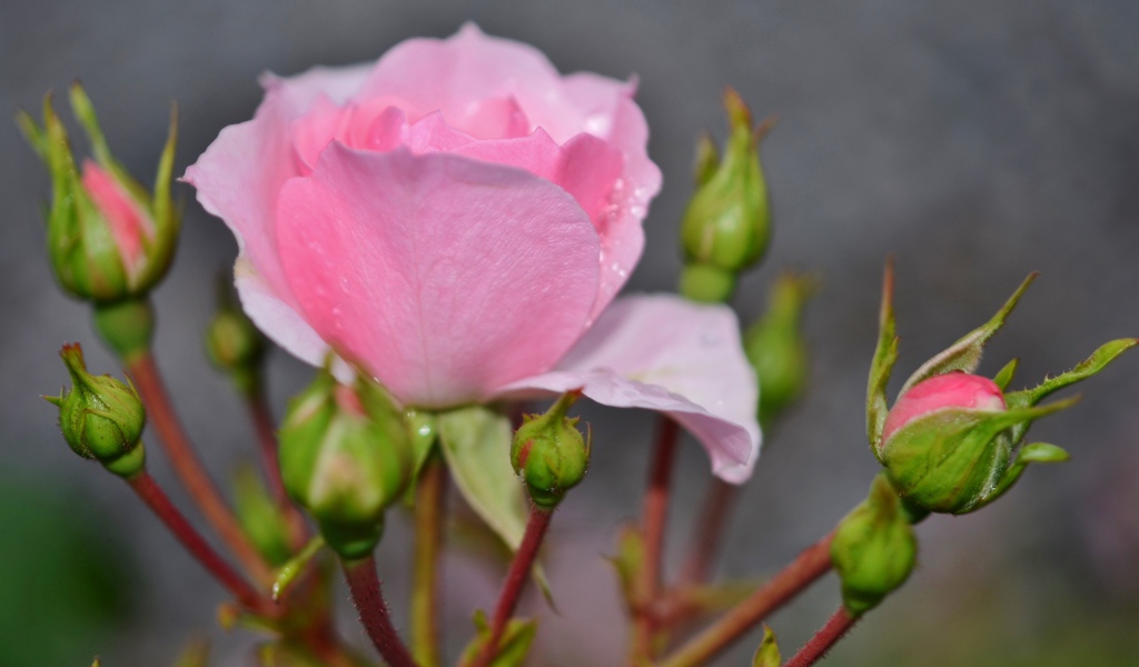 Красивые нежные розовые розы с бутонами крупным планом