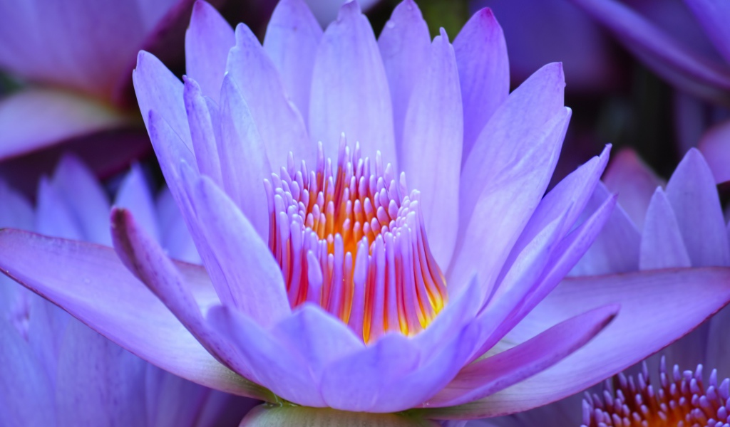 Красивый нежный фиолетовый цветок лотоса крупным планом 