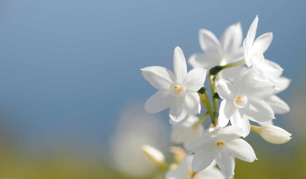 Красивые нежные белые цветы нарцисса на голубом фоне