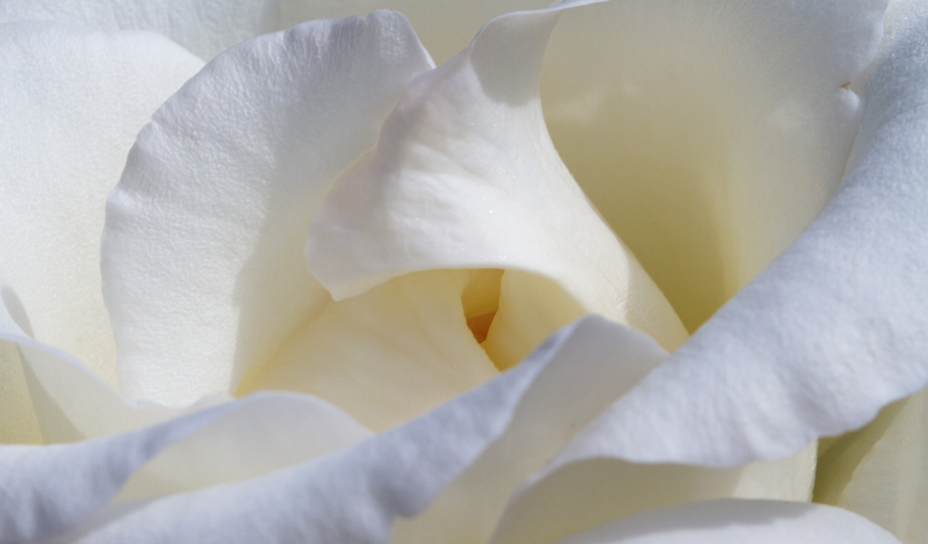 Красивые нежные белые лепестки розы крупным планом