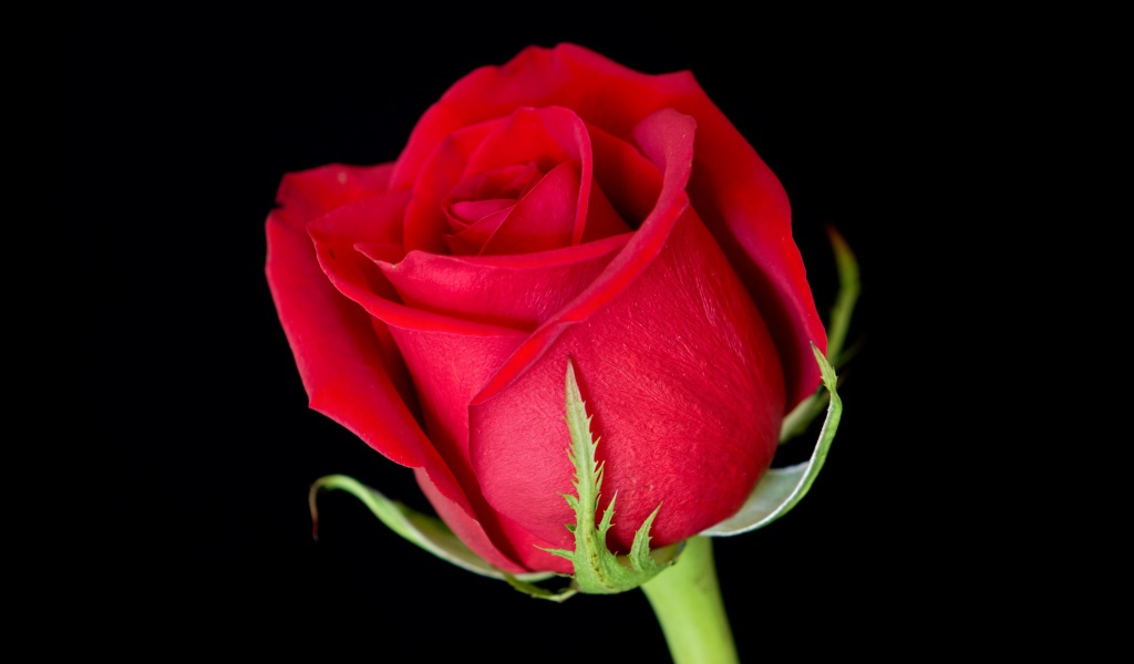 Красивый цветок алой английской розы на черном фоне 