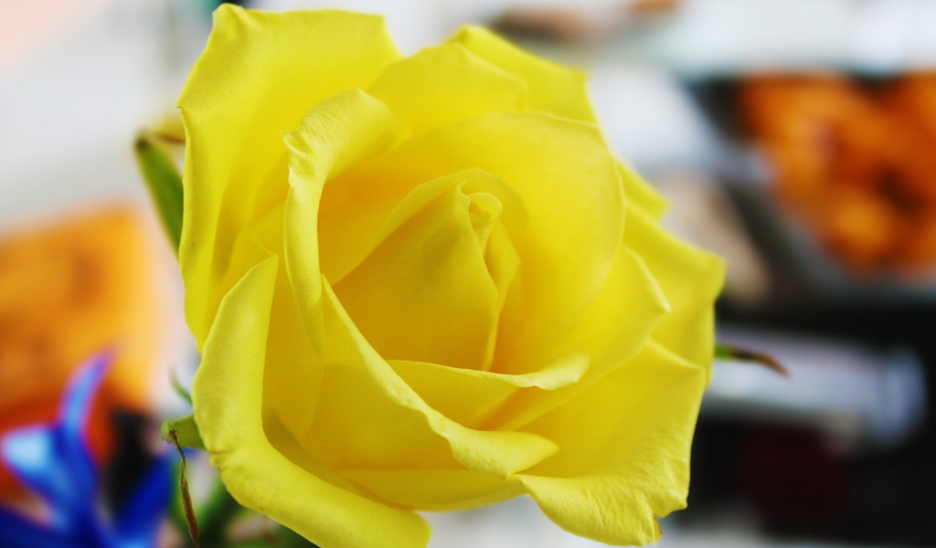 Красивая свежая желтая роза крупным планом