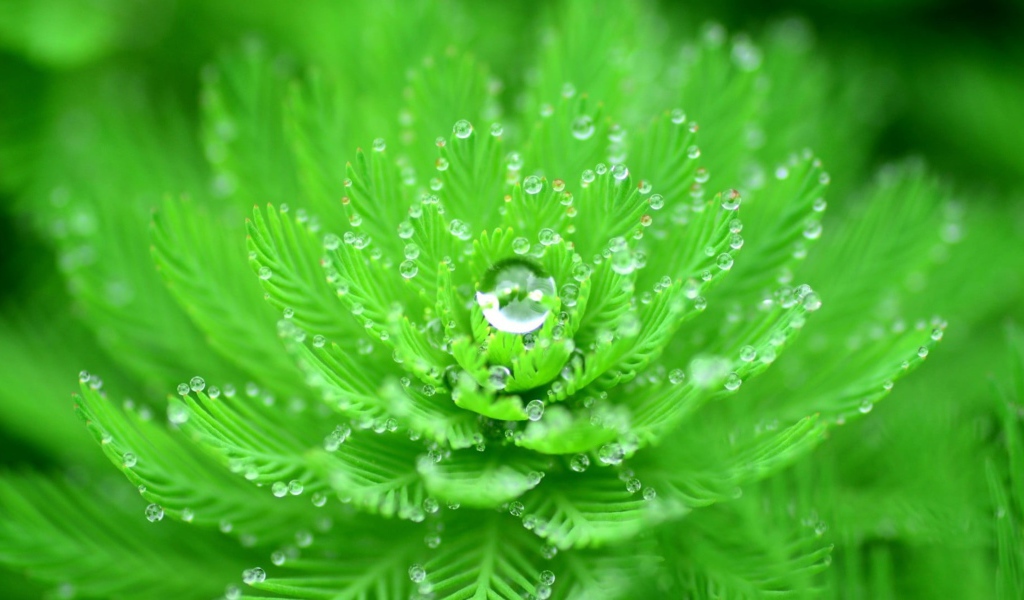 Красивый зеленый цветок с каплями росы 