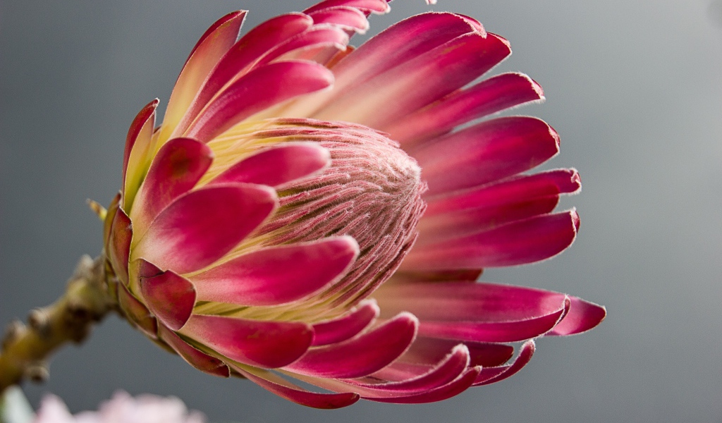 Красивый комнатный цветок протея крупным планом