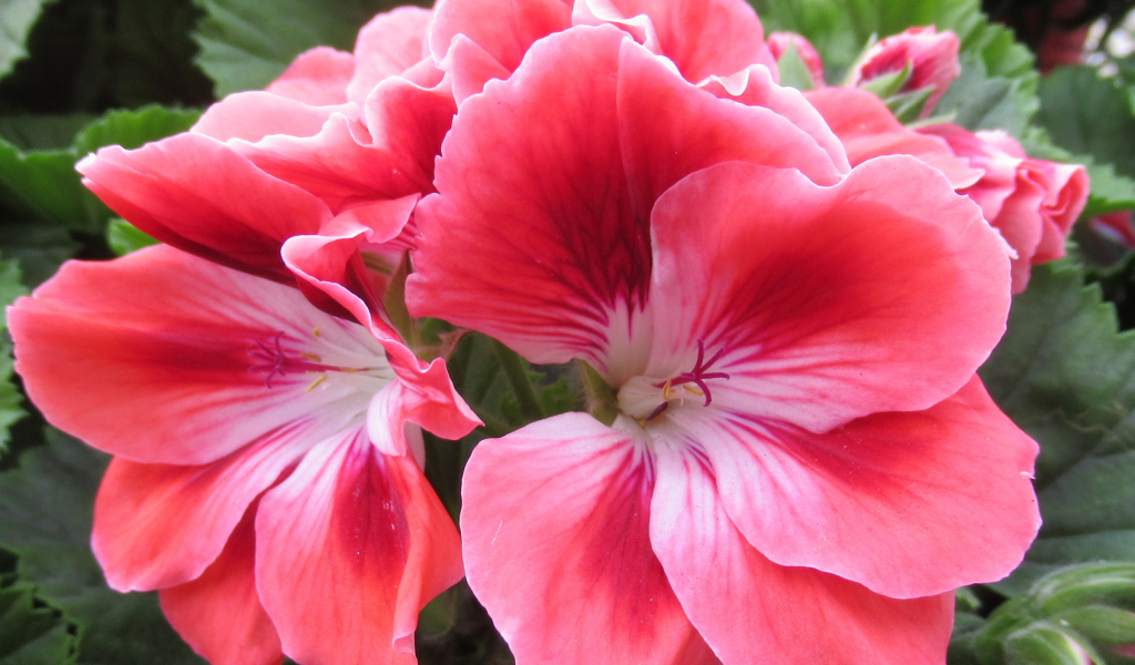 Красивый комнатный цветок герань с розовыми цветами