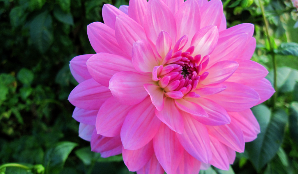 Красивый крупный розовый цветок георгины на клумбе 