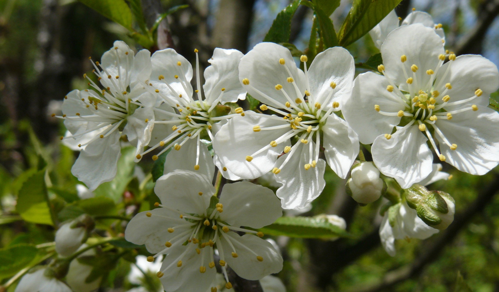 Красивые крупные белые цветы черешни на ветке 