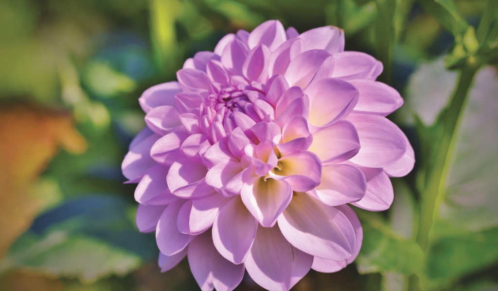 Красивый сиреневый нежный цветок садовой георгины