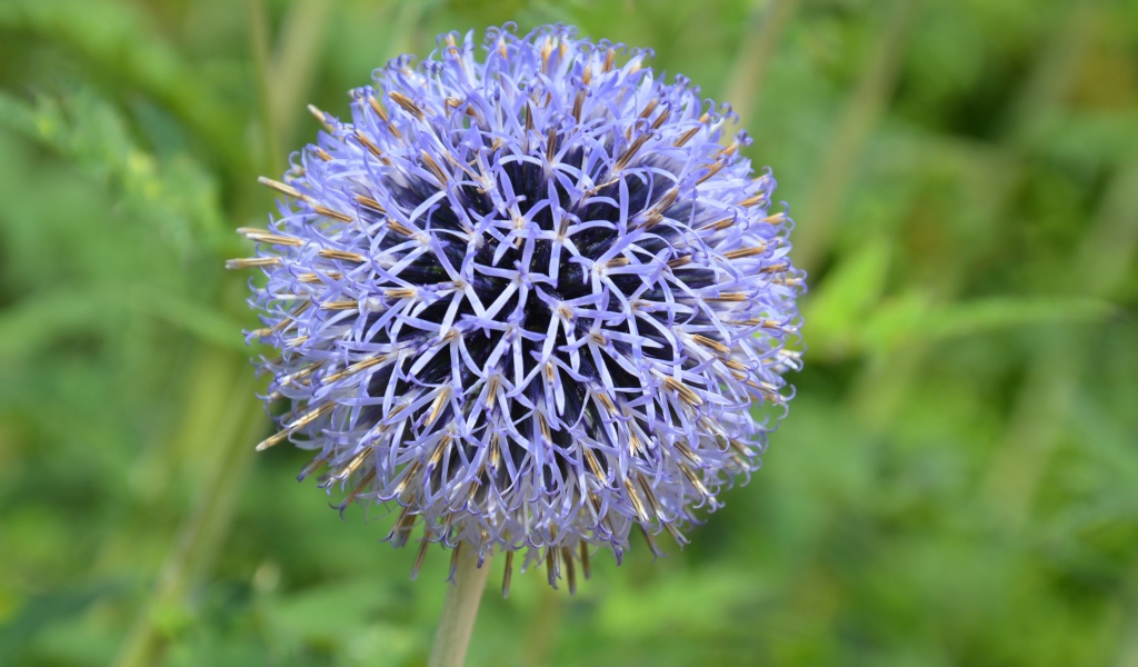 Красивый сиреневый цветок в форме шара