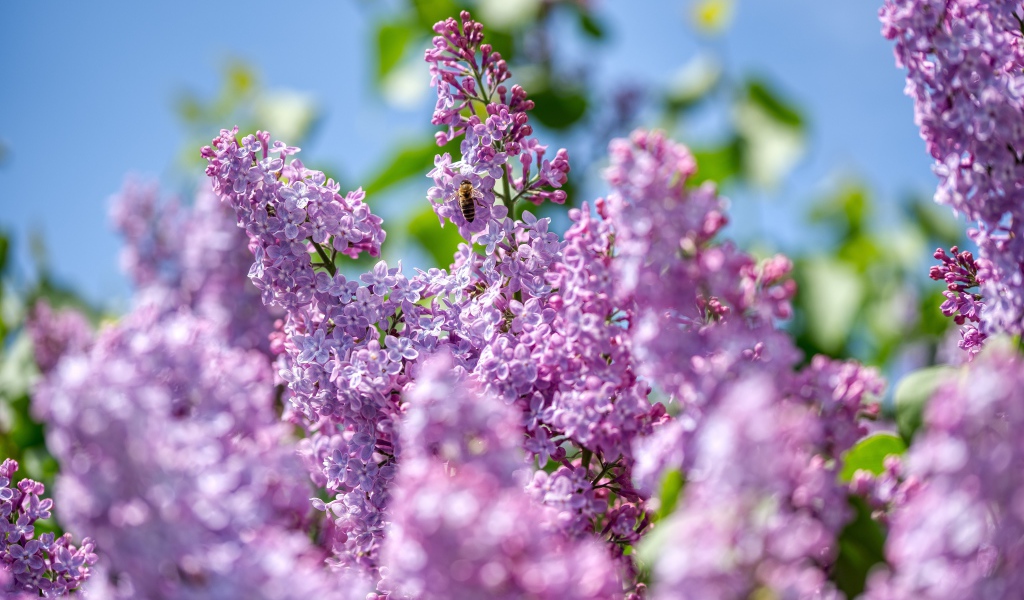 Красивые цветы сирени в лучах солнца