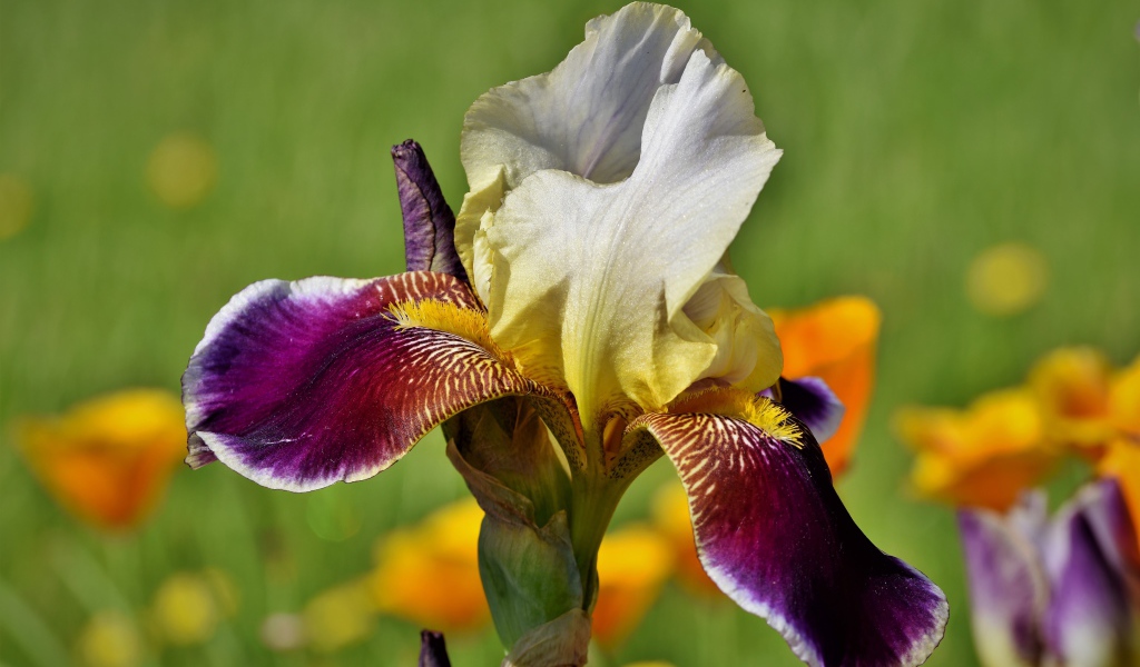 Красивый сиреневый цветок ириса крупным планом