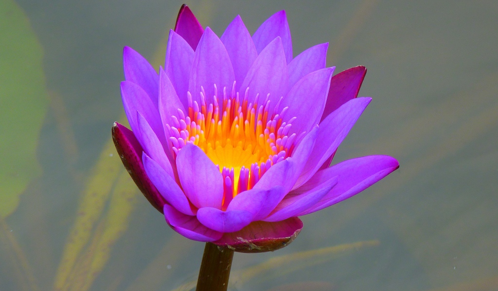 Красивый сиреневый цветок лотоса в воде