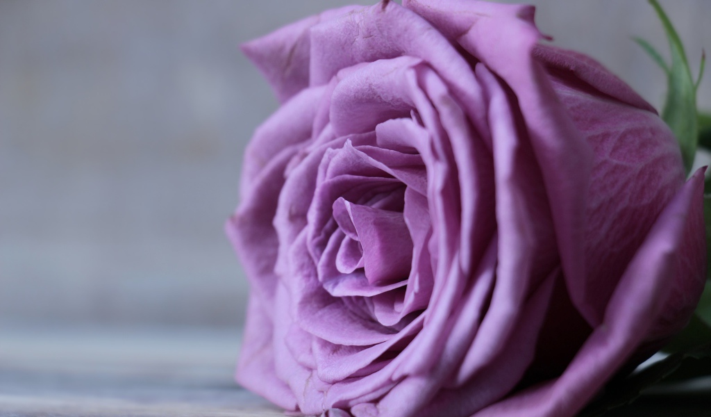 Beautiful lilac rose flower on gray background