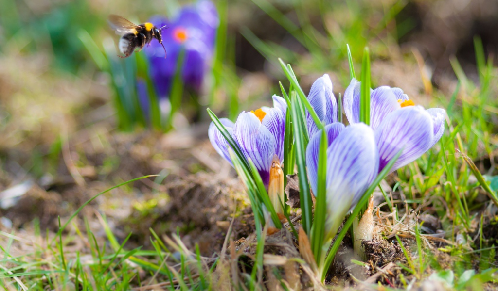 Красивые маленькие крокусы на поле с шмелем 