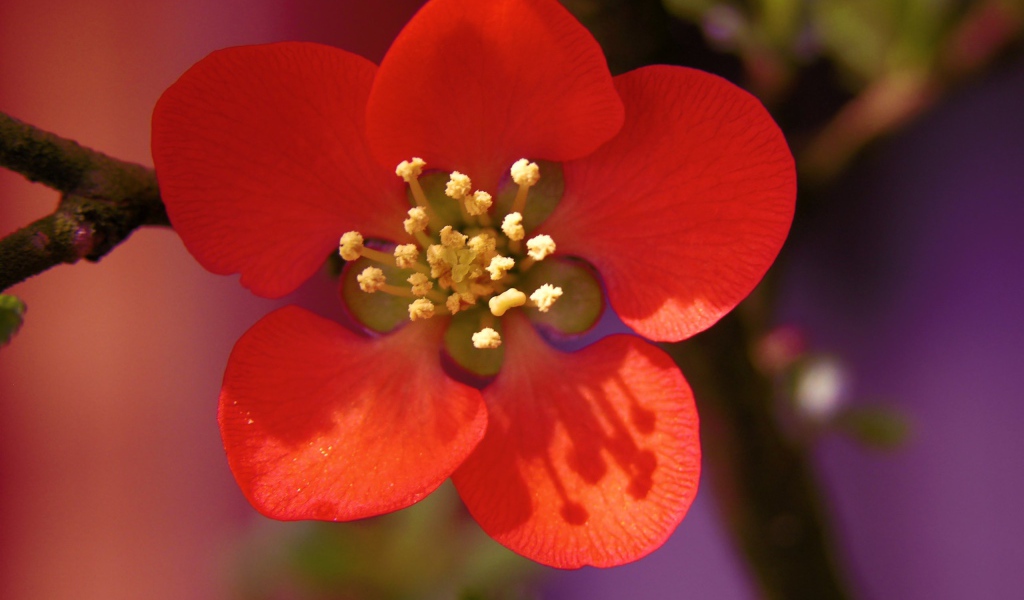 Красивый маленький красный цветок на ветке крупным планом