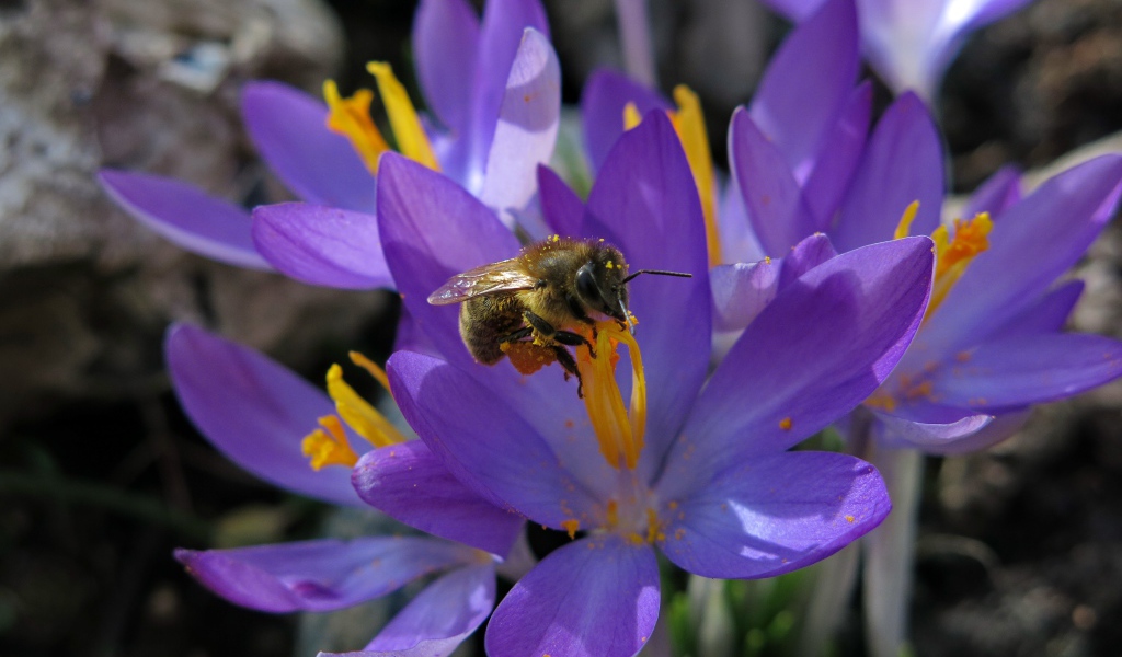 Красивые маленькие нежные сиреневые крокусы с пчелой 
