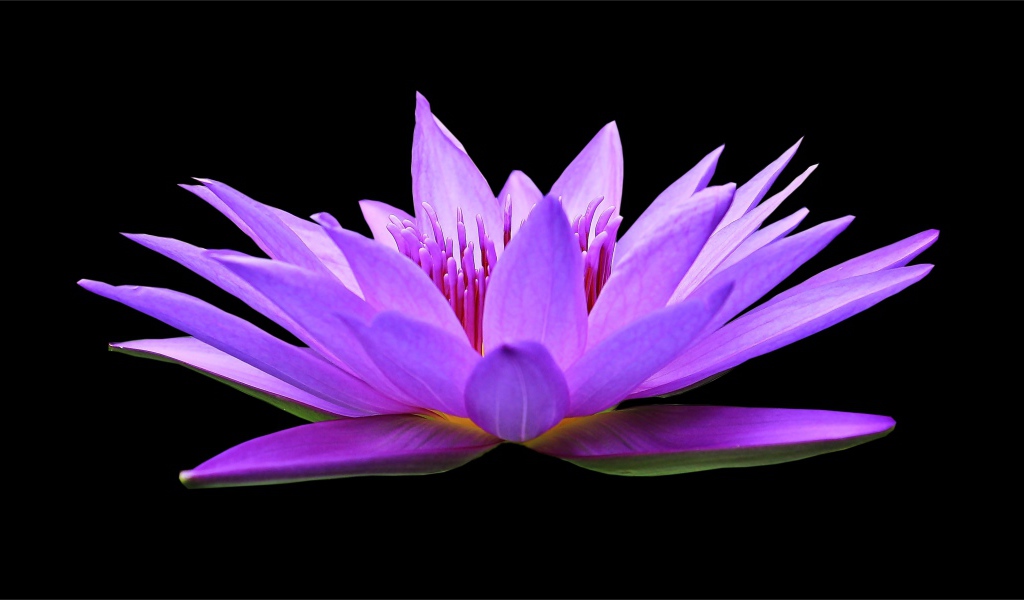 Красивый цветок лотоса на черном фоне крупным планом