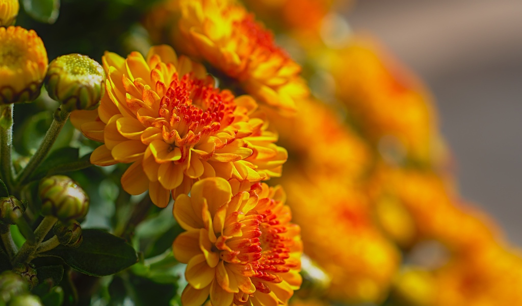 Красивые оранжевые цветы хризантемы с бутонами крупным планом 