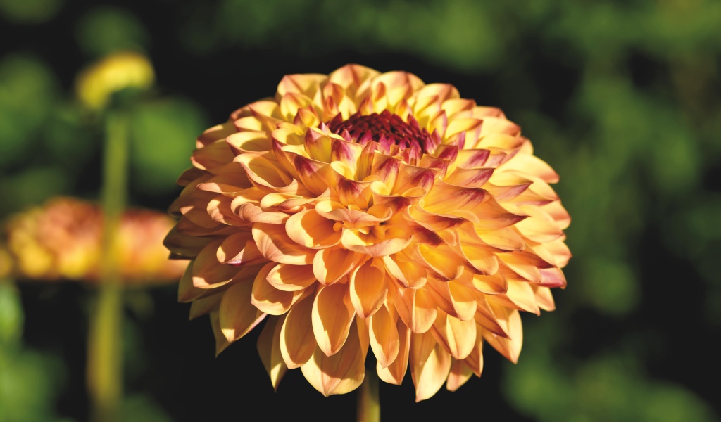 Красивая оранжевая георгина крупным планом на клумбе 