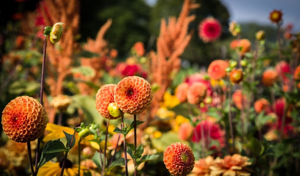 Красивые оранжевые цветы георгины на клумбе 